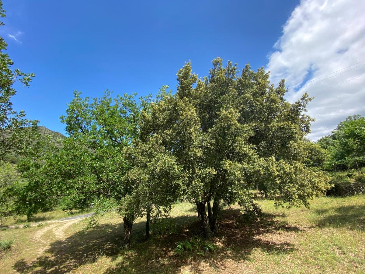 Ribes - Chalet Gite Au Coeur De La Nature Sournia Экстерьер фото
